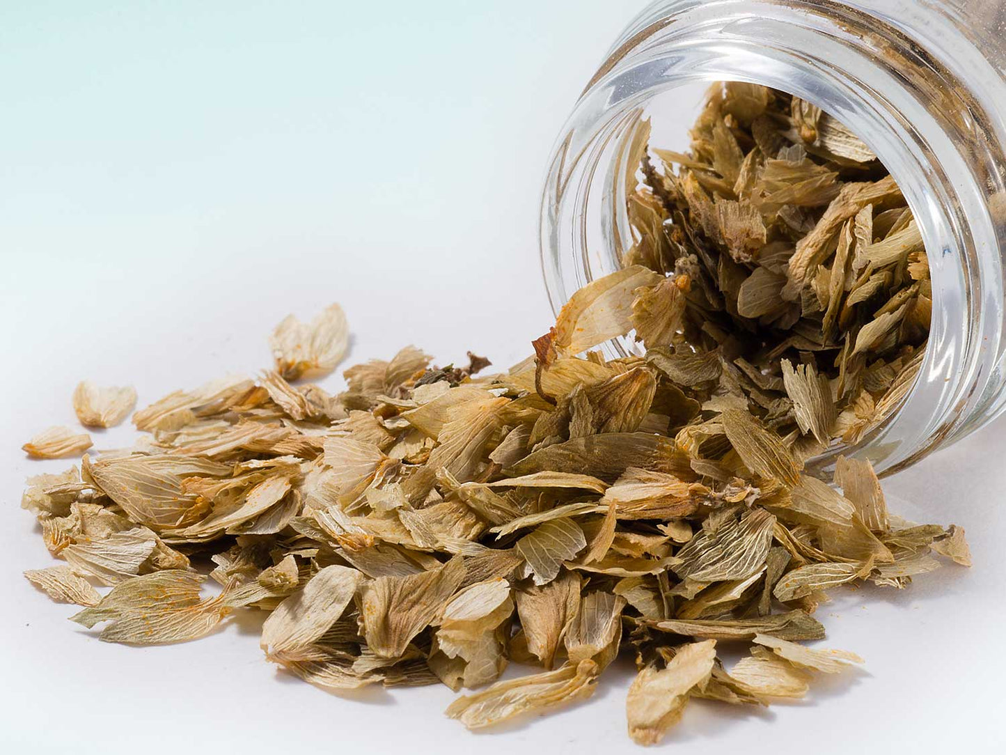 Chmel Květenství 10g